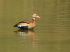 Dendrocygna autumnalis autumnalis