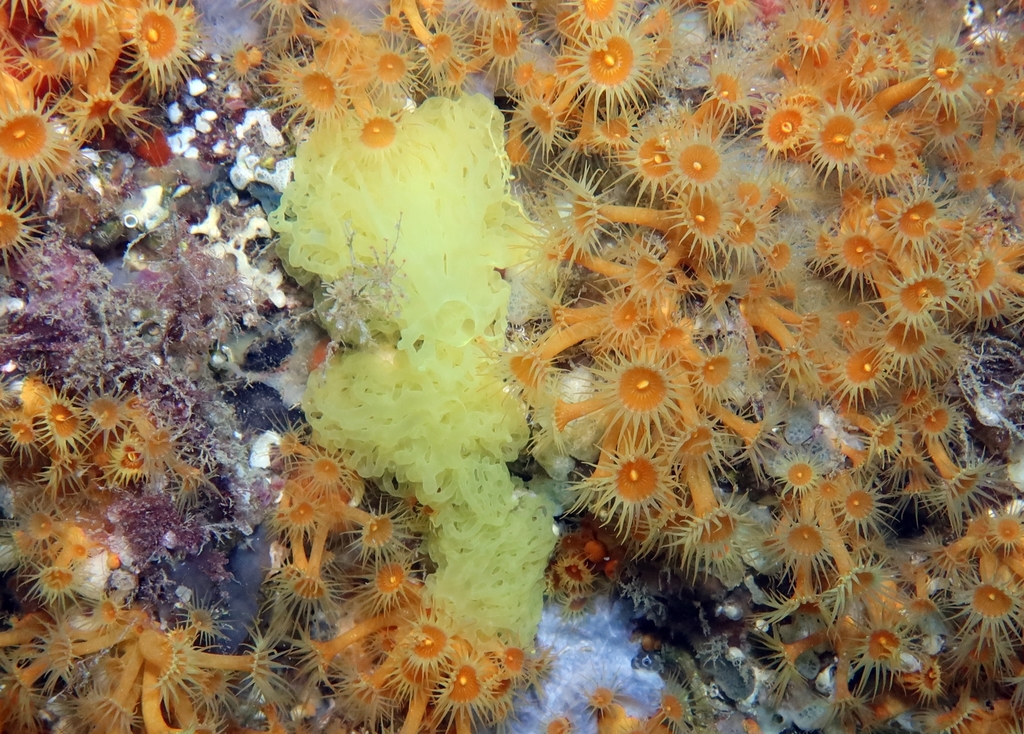 Clathrina clathrus from Pyrénées-Orientales, Languedoc-Roussillon, FR ...