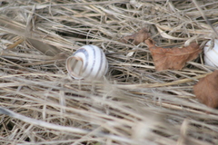 Caucasotachea vindobonensis
