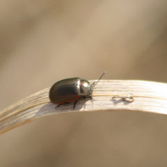 Chrysolina marginata