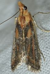 Ancylosis cinnamomella