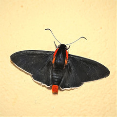 Pyrrhopyge decipiens
