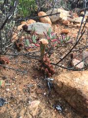 Crassula pyramidalis