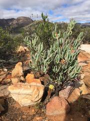 Crassula pyramidalis