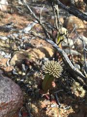 Crassula pyramidalis