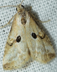 Zebeeba falsalis