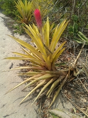 Quesnelia quesneliana