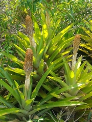 Quesnelia quesneliana