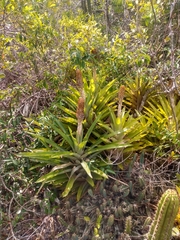 Quesnelia quesneliana