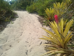 Quesnelia quesneliana