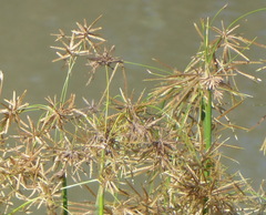 Cyperus articulatus