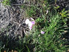 Oxalis commutata commutata