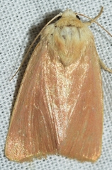 Xestia kermesina