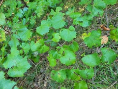 Vitis rotundifolia