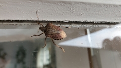 Halyomorpha halys