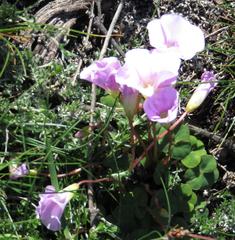 Oxalis commutata commutata
