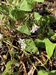 Oxalis triangularis