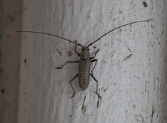 Susuacanga stigmatica