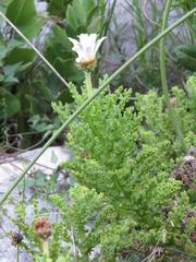 Arctotis aspera aspera