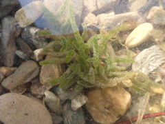 Draparnaldioides baicalensis