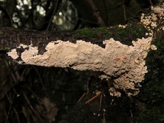 Phlebia rufa