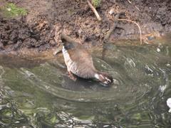 Netta erythrophthalma