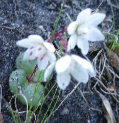 Crassula capensis capensis