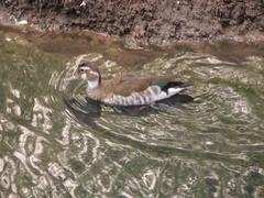 Netta erythrophthalma