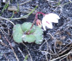 Crassula capensis capensis