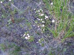 Oxalis commutata commutata