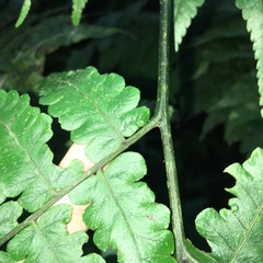 Diplazium doederleinii