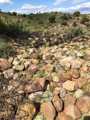 Conophytum truncatum