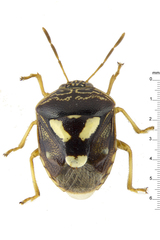 Menida