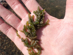 Draparnaldioides baicalensis