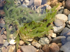 Draparnaldioides baicalensis