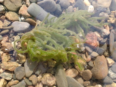 Draparnaldioides baicalensis