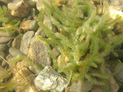 Draparnaldioides baicalensis