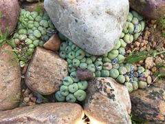 Conophytum truncatum