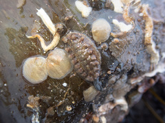 Acanthochitona crinita