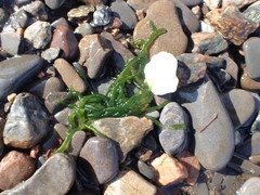 Draparnaldioides baicalensis