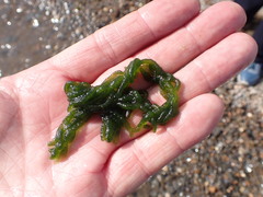 Draparnaldioides baicalensis