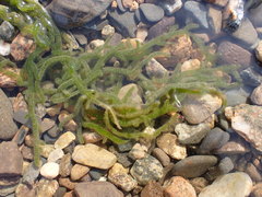 Draparnaldioides baicalensis