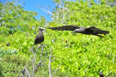 Black Noddy photo 3
