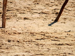 Charadrius marginatus marginatus