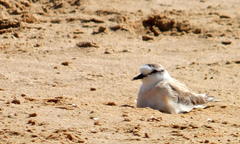 Charadrius marginatus marginatus