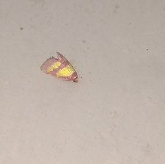 Phoenicophanta bicolor