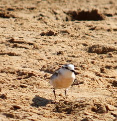 Charadrius marginatus marginatus