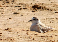 Charadrius marginatus marginatus