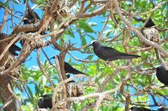 Black Noddy photo 4
