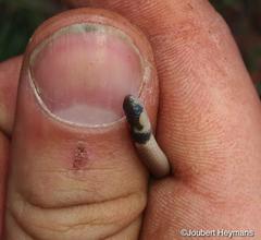 Aparallactus capensis capensis